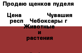 Продаю щенков пуделя › Цена ­ 12 000 - Чувашия респ., Чебоксары г. Животные и растения » Собаки   . Чувашия респ.,Чебоксары г.